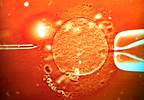 Live Birth Rates Unaffected by Endometrial Scratching During In Vitro Fertilization Live Birth Rates Unaffected by Endometrial Scratching During In Vitro Fertilization
