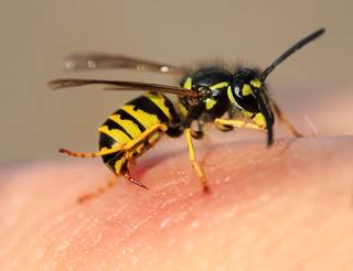 Bee venom is a peptide composed of 26 amino acids and is a natural toxin produced by honeybees. Bee venom is a peptide composed of 26 amino acids and is a natural toxin produced by honeybees.