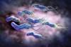 The Gut-Face Connection in Rosacea: Exploring the Role of <i>H pylori</i> The Gut-Face Connection in Rosacea: Exploring the Role of <i>H pylori</i>