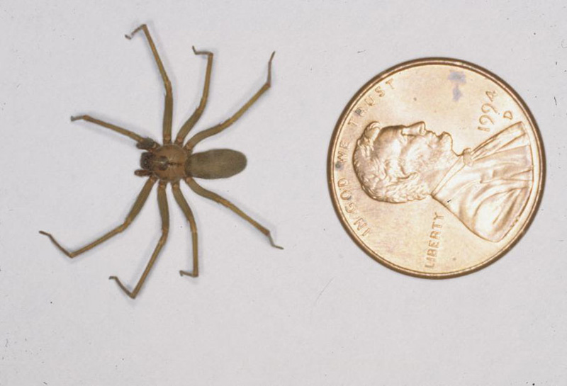 spider bites venomous spider bites brown recluse spider size